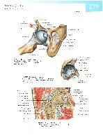 Sobotta  Atlas of Human Anatomy  Trunk, Viscera,Lower Limb Volume2 2006, page 286